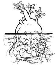 Subterranean Stem/ Adventitious Root
